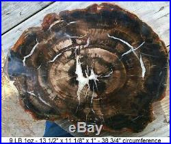 Arizona Huge Petrified Wood Perfect Full Round Table Top Slab Resin Coated