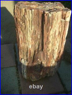 Arizona Petrified Wood 185 LBS of Log 12 Diameter and 20 high