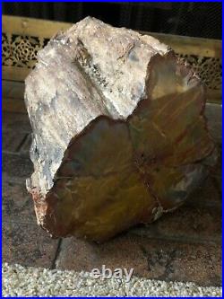 Arizona Petrified Wood. Holbrook. Professionally Polished. 16 Pounds