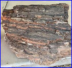 Arizona Petrified Wood Log