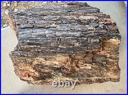 Arizona Petrified Wood Log