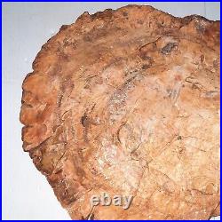 Arizona Petrified Wood Round Slab Polished Table Top 16.5x15 1/4x 2 30lbs-2oz