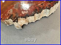 Arizona Petrified Wood Slice