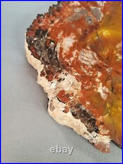 Arizona Petrified Wood Slice