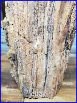 Arizona Petrified wood log. 13.4 Pounds
