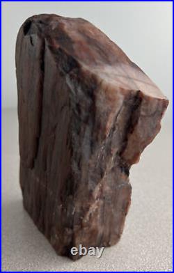 Arizona Rainbow Petrified Wood Branch Specimen Polished Quartz Mineral