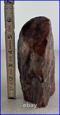 Arizona Rainbow Petrified Wood Branch Specimen Polished Quartz Mineral