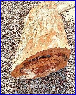 Arizona Rainbow Petrified Wood Log