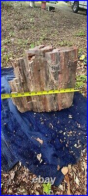 Arizona Rainbow Petrified Wood Log 56 lbs Raw Unpolished