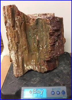 Arizona Rainbow Petrified Wood Natural Bark Fossil Rare Rough Solid Slab 19 Lbs
