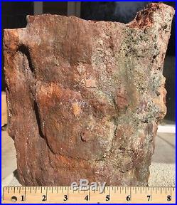 Arizona Rainbow Petrified Wood Natural Bark Fossil Rare Rough Solid Slab 19 Lbs