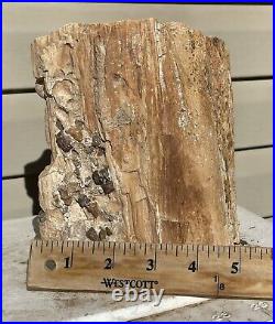 Arizona Rainbow Petrified Wood Natural Fossil Raw Rare Solid Display Slab 8 Lbs