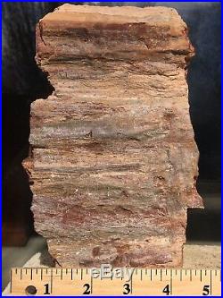 Arizona Rainbow Petrified Wood Natural Fossil Rough Center Lapidary Slab 17 Lbs