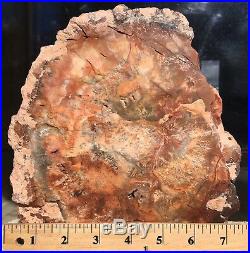 Arizona Rainbow Petrified Wood Natural Fossil Rough Center Lapidary Slab 19 Lbs