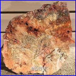 Arizona Rainbow Petrified Wood Natural Fossil Rough Solid Lapidary Slab 15.5 Lbs