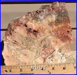 Arizona Rainbow Petrified Wood Natural Fossil Rough Solid Lapidary Slab 15.5 Lbs