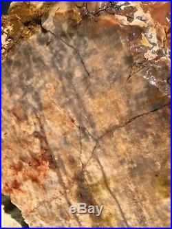 Arizona Rainbow Petrified Wood Natural Fossil Rough Solid Lapidary Slab 27 Lbs