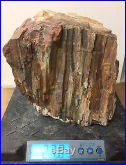 Arizona Rainbow Petrified Wood Natural Fossil Rough Solid Lapidary Slab 27 Lbs