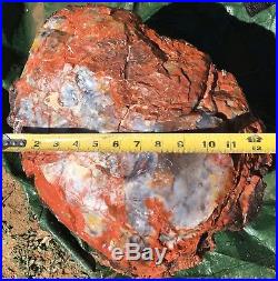 Arizona Rainbow Petrified Wood Natural Rough Round Large Fossil Slab- 112 Lbs