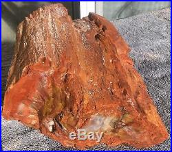 Arizona Rainbow Petrified Wood Natural Slab Rough Raw Bark Solid Fossil 23 Lbs