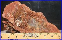 Arizona Rainbow Petrified Wood Natural Slab Rough Raw Bark Solid Fossil 23 Lbs