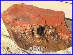Arizona Rainbow Petrified Wood Natural Slab Rough Raw Center Rare Fossil 12 Lbs