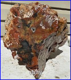 Arizona Rainbow Petrified Wood Natural Slab Rough Raw Solid Fossil 11 Lbs