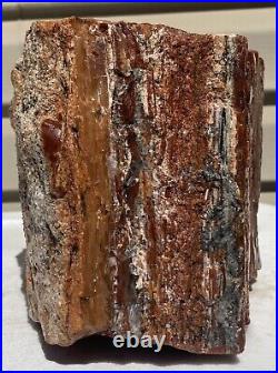Arizona Rainbow Petrified Wood Natural Slab Rough Raw Solid Fossil 12 Lbs