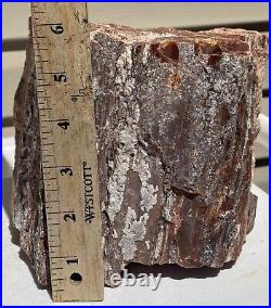 Arizona Rainbow Petrified Wood Natural Slab Rough Raw Solid Fossil 12 Lbs