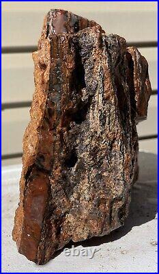 Arizona Rainbow Petrified Wood Natural Slab Rough Raw Solid Fossil 13 Lbs