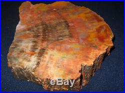 Arizona Rainbow Petrified Wood Nazlini Polished Thick Slab 111