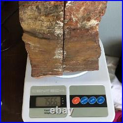 Arizona Rainbow Petrified Wood Stone Bookends Polished Felted Rough Back 5.5 T