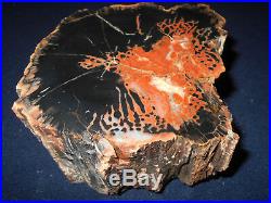Arizona Rainbow Petrified Wood Woodworthia Polished Full Rnd 3+ Lbs 5