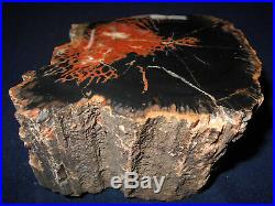 Arizona Rainbow Petrified Wood Woodworthia Polished Full Rnd 3+ Lbs 5