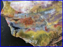 Arizona Rainbow Petrified wood Slab