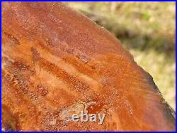 Arizona petrified Wood Araucaria conifer Polished Chinle formation u. V. Reactive