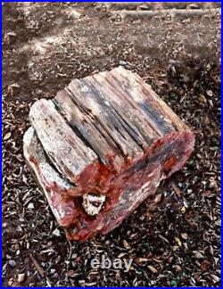 Arizona petrified wood log
