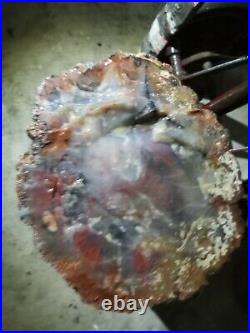 Arizonas Best Petrified Wood. Approximately 40 lbs. Est 22 inch tall, 10 in wide