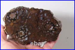 Australia Paleo Osmunda lapidary 15.5 oz Fossil Fern rough Triple Heart