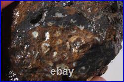 Australia Paleo Osmunda lapidary 15.5 oz Fossil Fern rough Triple Heart