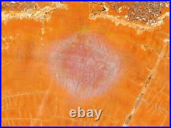 BIG! Colorful Polished Araucaria Petrified RAINBOW Wood Fossil Arizona 3223gr