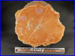 BIG! Colorful Polished Araucaria Petrified RAINBOW Wood Fossil Arizona 3223gr