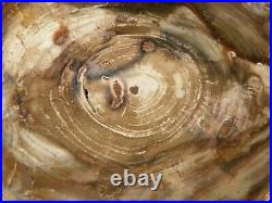 BIG! Highly Polished Conifer Petrified Wood Fossil Washington 2700gr