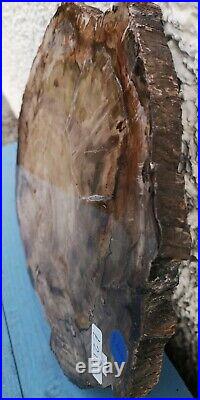 BIG NATURAL PETRIFIED WOOD TRUNK TREE SLICE Madagascar Lovely display 3.6Kg