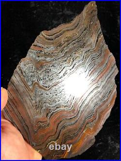 Banded Iron Formation Stromatolite Cyanobacteria Tiger Iron W. Australia 10.5