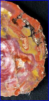 Beautiful 11 Inch Fossil Petrified Wood Red Rainbow Round Arizona