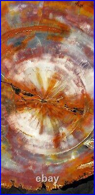 Beautiful 13 Inch Fossil Petrified Wood Red Rainbow Round Arizona