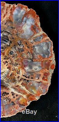 Beautiful 14 Inch Fossil Petrified Wood Red Rainbow Round Arizona