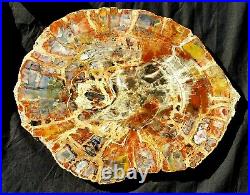 Beautiful 15 Inch Fossil Petrified Wood Red Rainbow Round Arizona