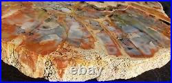 Beautiful 15 Inch Fossil Petrified Wood Red Rainbow Round Arizona